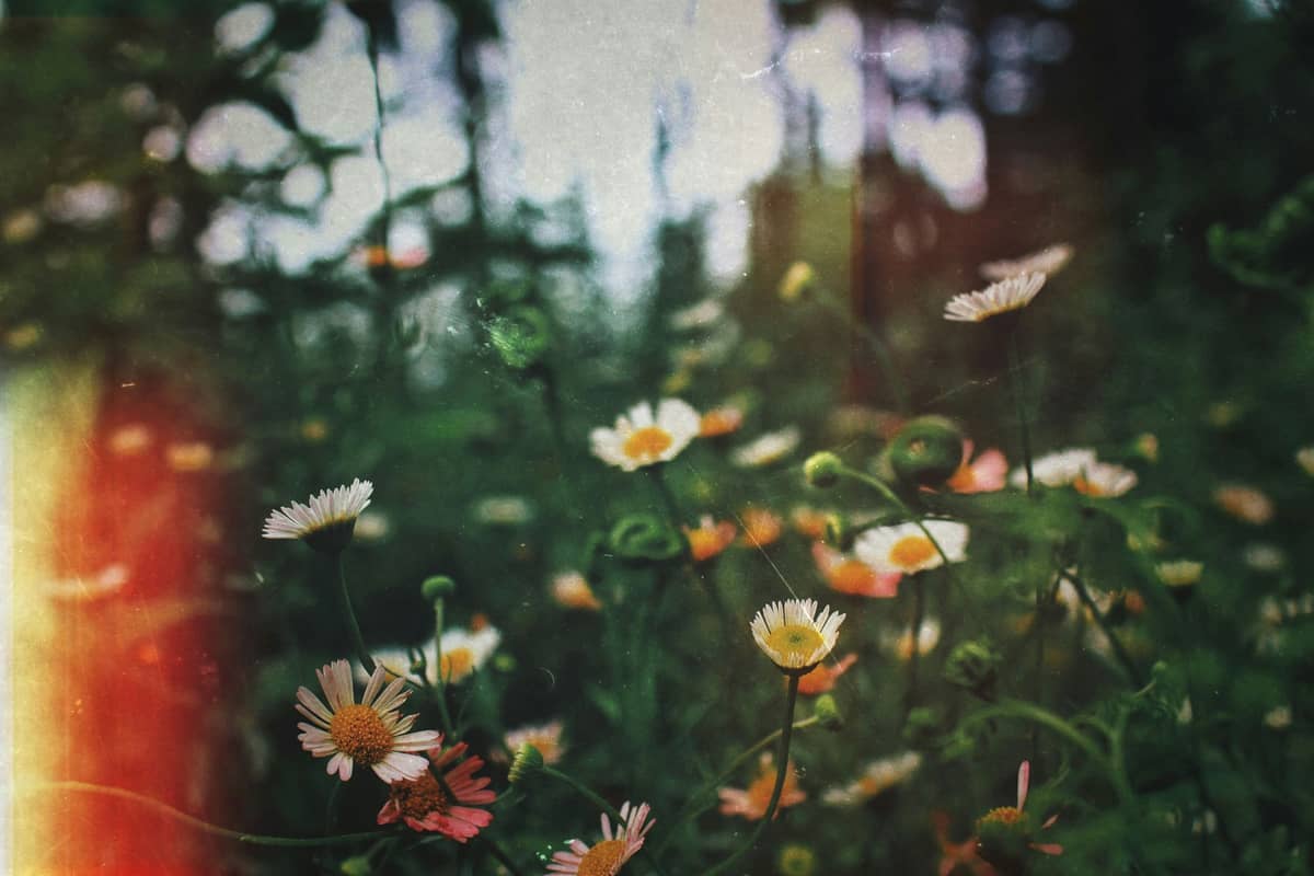 Exhibition “Nature's Gifts” by home producer Iveta Pļaviņa