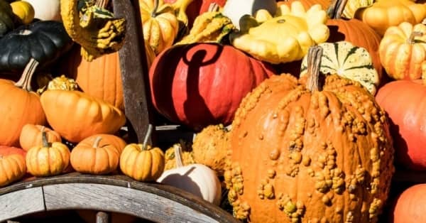 Autumn Harvest Market in Rose Square