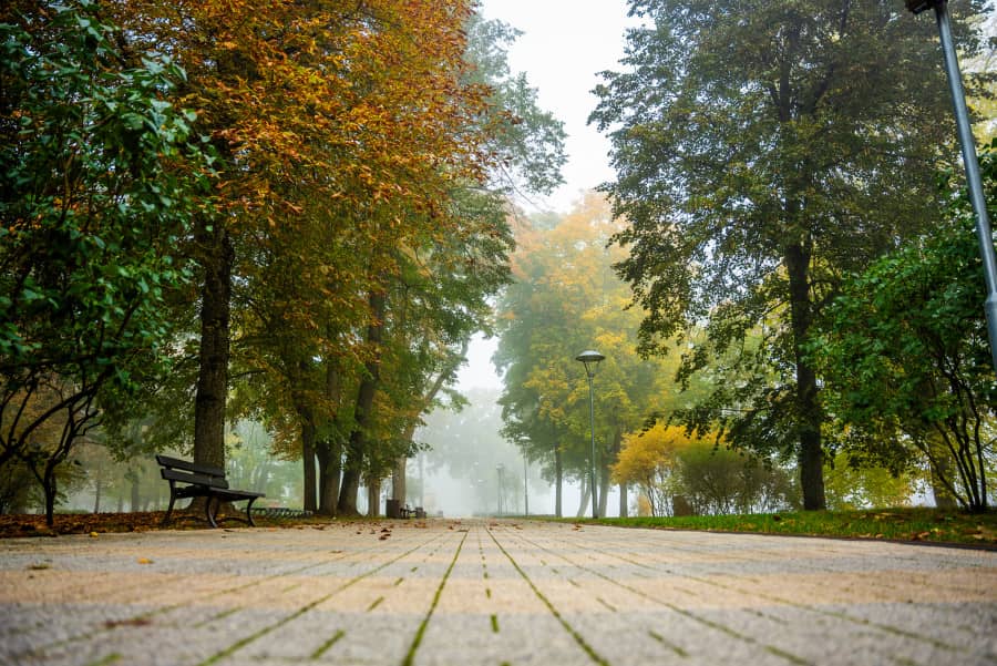 The Special Trees of Druskininkai